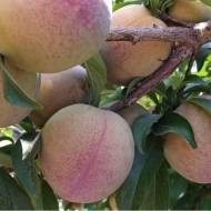 Саженец Слива диплоидная Ред Хард